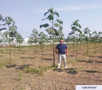 paulownia ağacı hangi iklimde yetişir